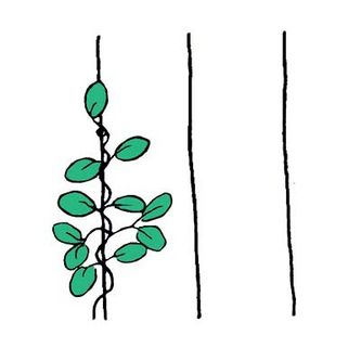Support vertical pour plantes volubiles akebia, chèvrefeuille, houblon